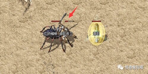 花纹蜘蛛